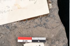 Foto (Detailansicht) von Echitonium superstes Unger (NHMW-GEO-2024-0188-8011)